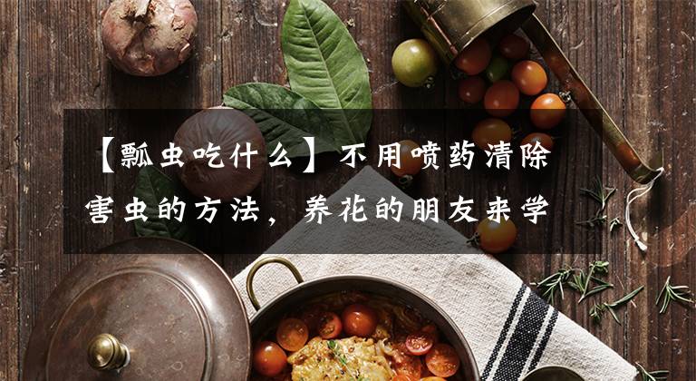 【瓢虫吃什么】不用喷药清除害虫的方法，养花的朋友来学学，养些植物吸引捕食者