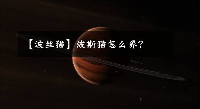 【波丝猫】波斯猫怎么养？