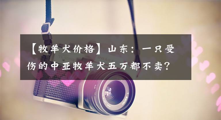 【牧羊犬价格】山东：一只受伤的中亚牧羊犬五万都不卖？大哥：这种血统只剩它了
