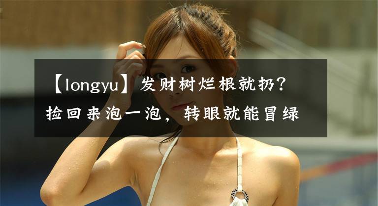 【longyu】发财树烂根就扔？捡回来泡一泡，转眼就能冒绿芽！