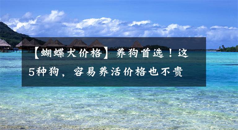 【蝴蝶犬价格】养狗首选！这5种狗，容易养活价格也不贵