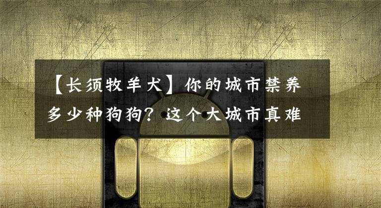 【长须牧羊犬】你的城市禁养多少种狗狗？这个大城市真难得，居然不限养大型犬