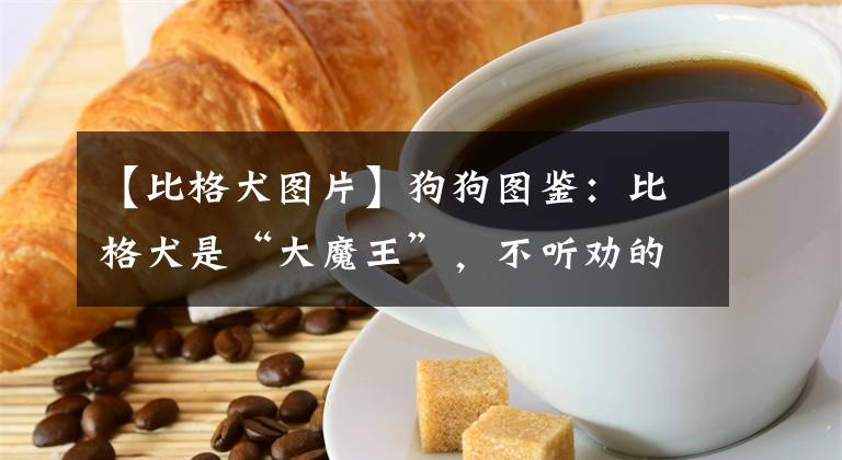 【比格犬图片】狗狗图鉴：比格犬是“大魔王”，不听劝的都“后悔”了