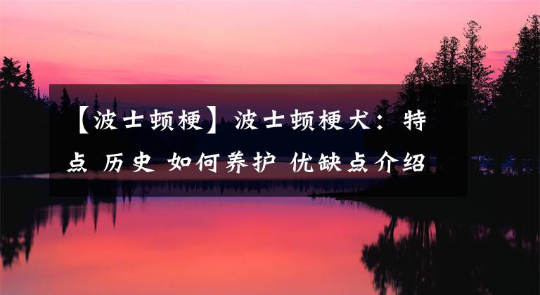 【波士顿梗】波士顿梗犬：特点 历史 如何养护 优缺点介绍