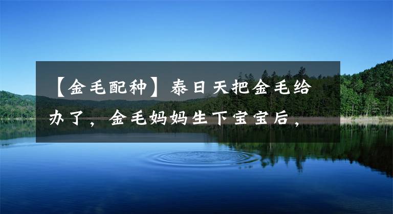 【金毛配种】泰日天把金毛给办了，金毛妈妈生下宝宝后，这串串简直不忍直视