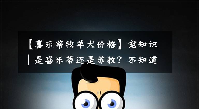【喜乐蒂牧羊犬价格】宠知识｜是喜乐蒂还是苏牧？不知道如何分辨的家长看过来