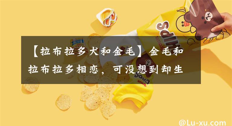 【拉布拉多犬和金毛】金毛和拉布拉多相恋，可没想到却生下了12只哈士奇，金毛一脸惆怅