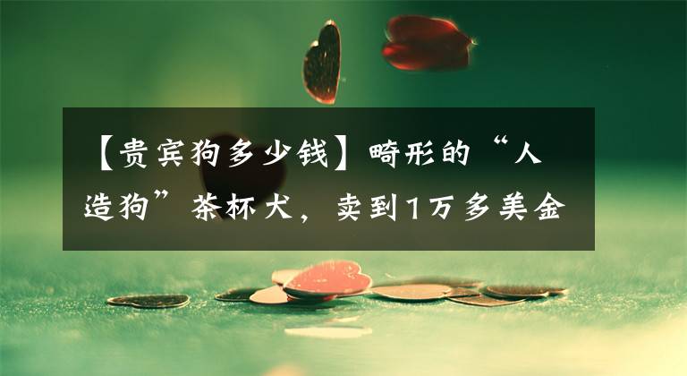 【贵宾狗多少钱】畸形的“人造狗”茶杯犬，卖到1万多美金一只，它们是怎么来的？