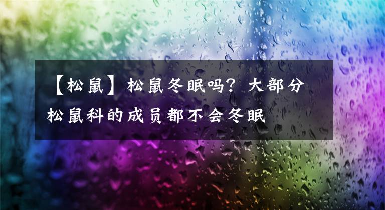【松鼠】松鼠冬眠吗？大部分松鼠科的成员都不会冬眠