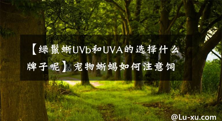 【绿鬣蜥UVb和UVA的选择什么牌子呢】宠物蜥蜴如何注意饲养机构的选择？