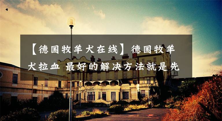 【德国牧羊犬在线】德国牧羊犬拉血 最好的解决方法就是先禁食一天