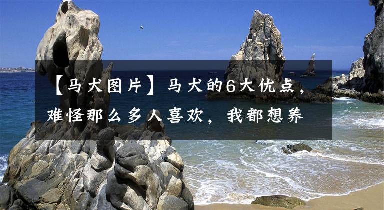 【马犬图片】马犬的6大优点，难怪那么多人喜欢，我都想养一只