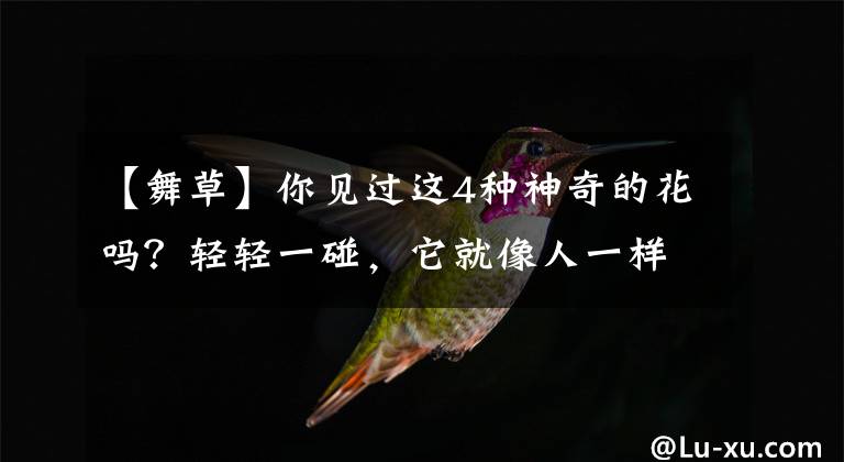 【舞草】你见过这4种神奇的花吗？轻轻一碰，它就像人一样回应你！
