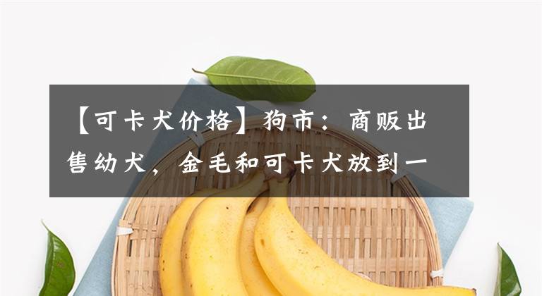 【可卡犬价格】狗市：商贩出售幼犬，金毛和可卡犬放到一起难以分辨！