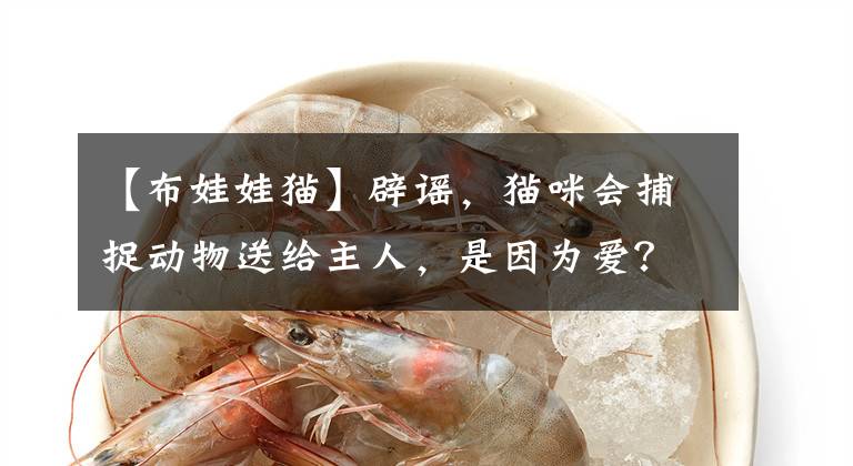 【布娃娃猫】辟谣，猫咪会捕捉动物送给主人，是因为爱？只是它觉得你很弱罢了