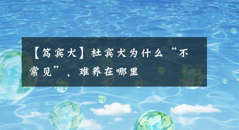 【笃宾犬】杜宾犬为什么“不常见”，难养在哪里