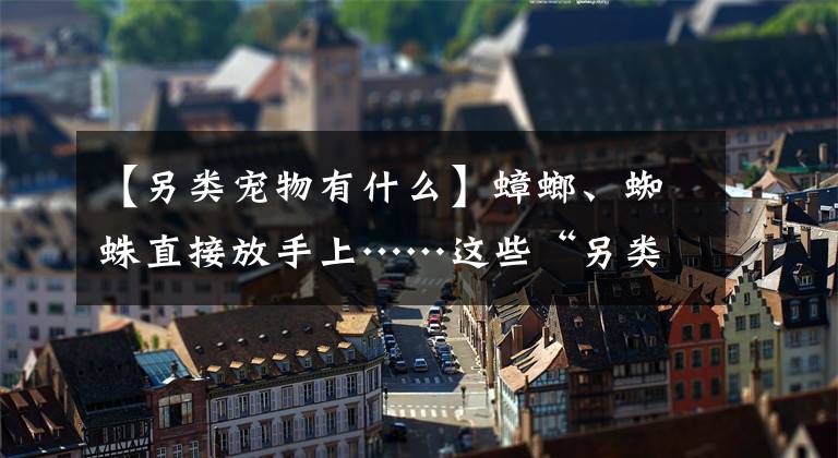 【另类宠物有什么】蟑螂、蜘蛛直接放手上……这些“另类宠物”令人头皮发麻