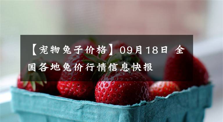 【宠物兔子价格】09月18日 全国各地兔价行情信息快报