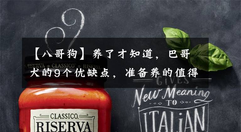 【八哥狗】养了才知道，巴哥犬的9个优缺点，准备养的值得一看