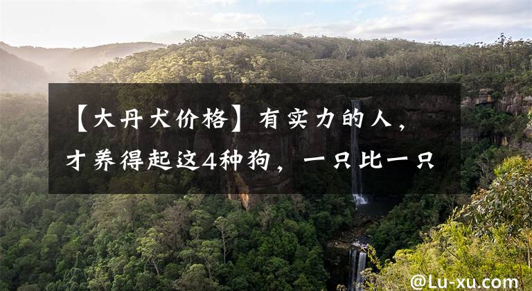 【大丹犬价格】有实力的人，才养得起这4种狗，一只比一只费钱