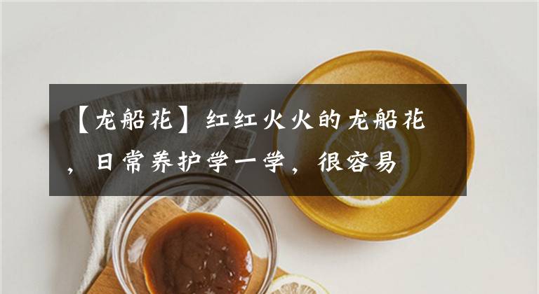 【龙船花】红红火火的龙船花，日常养护学一学，很容易