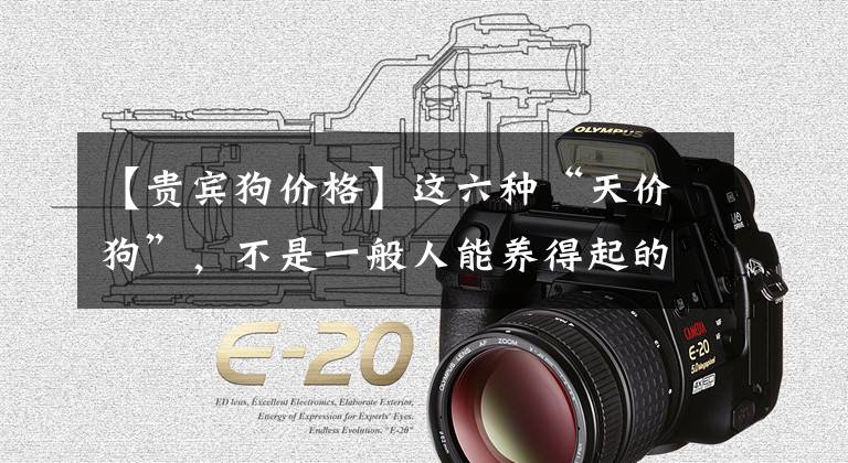 【贵宾狗价格】这六种“天价狗”，不是一般人能养得起的！网友：真壕