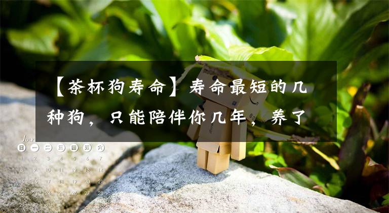 【茶杯狗寿命】寿命最短的几种狗，只能陪伴你几年，养了要珍惜