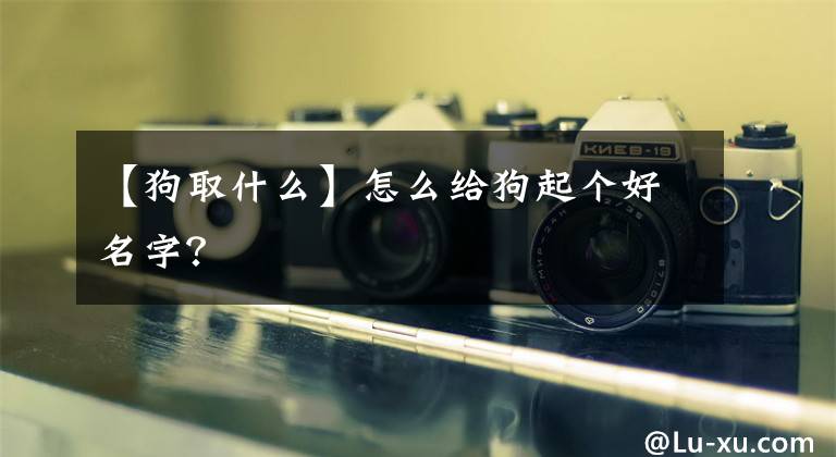 【狗取什么】怎么给狗起个好名字？