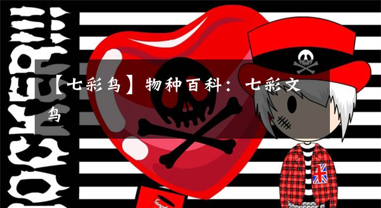【七彩鸟】物种百科：七彩文鸟