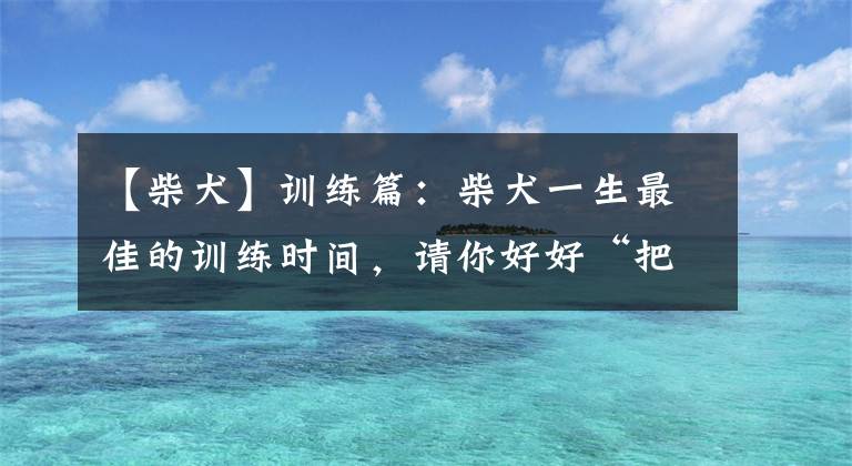 【柴犬】训练篇：柴犬一生最佳的训练时间，请你好好“把握”