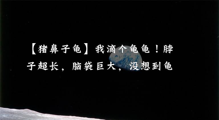 【猪鼻子龟】我滴个龟龟！脖子超长，脑袋巨大，没想到龟还可以长成这样