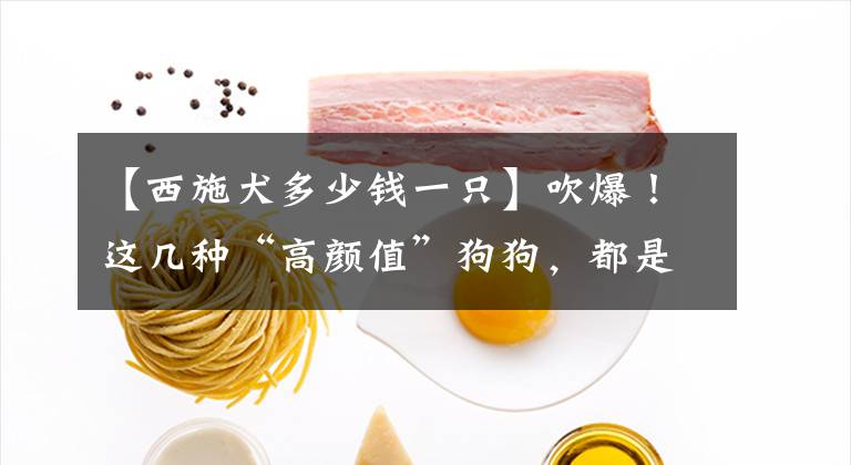 【西施犬多少钱一只】吹爆！这几种“高颜值”狗狗，都是小姐姐最爱