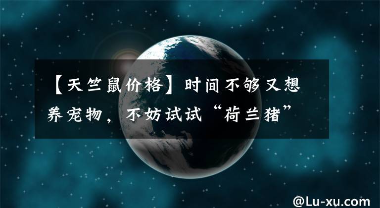 【天竺鼠价格】时间不够又想养宠物，不妨试试“荷兰猪”