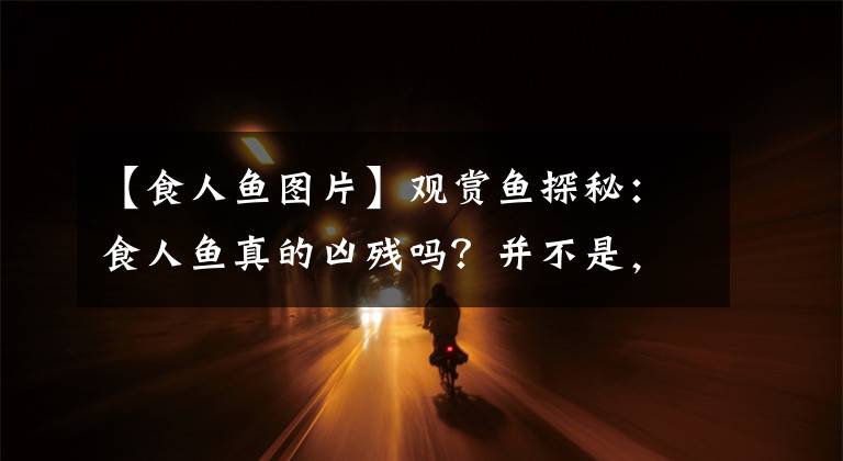 【食人鱼图片】观赏鱼探秘：食人鱼真的凶残吗？并不是，它们在这种情况下很弱