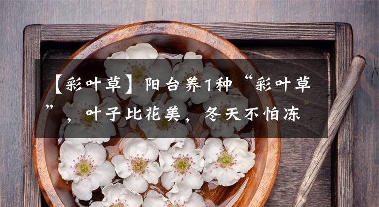 【彩叶草】阳台养1种“彩叶草”，叶子比花美，冬天不怕冻