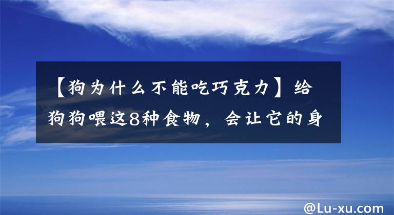 【狗为什么不能吃巧克力】给狗狗喂这8种食物，会让它的身体“坏掉”，你却毫不知情