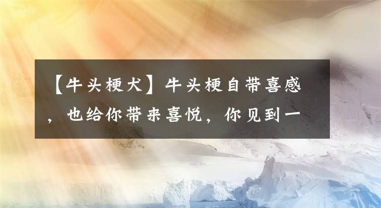 【牛头梗犬】牛头梗自带喜感，也给你带来喜悦，你见到一定会喜欢