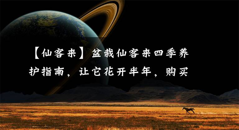 【仙客来】盆栽仙客来四季养护指南，让它花开半年，购买的时候就要避坑了