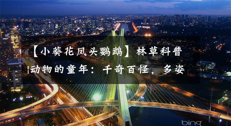【小葵花凤头鹦鹉】林草科普|动物的童年：千奇百怪，多姿多彩