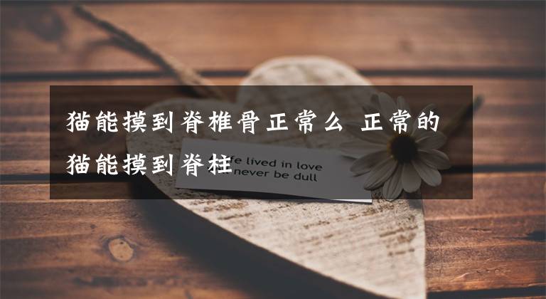 猫能摸到脊椎骨正常么 正常的猫能摸到脊柱