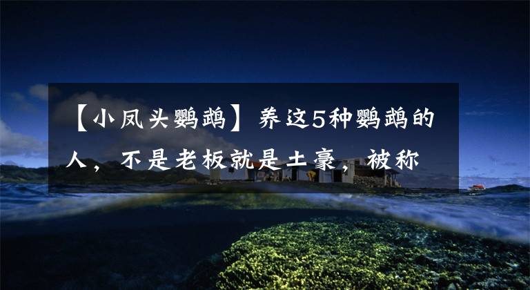 【小凤头鹦鹉】养这5种鹦鹉的人，不是老板就是土豪，被称为“有钱人的玩具鸟”