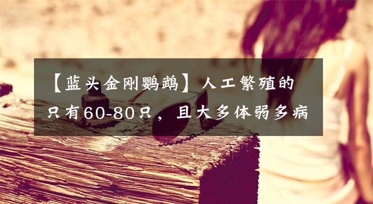【蓝头金刚鹦鹉】人工繁殖的只有60-80只，且大多体弱多病 野生小蓝金刚鹦鹉灭绝了？！