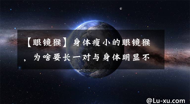 【眼镜猴】身体瘦小的眼镜猴，为啥要长一对与身体明显不对称的眼睛？