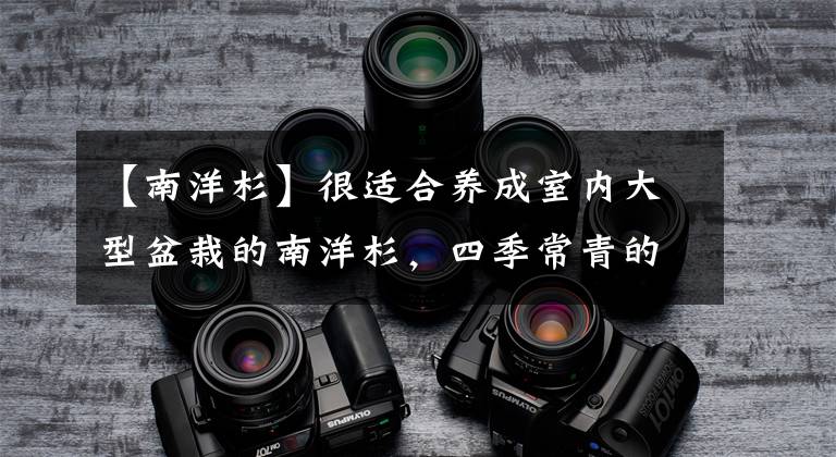 【南洋杉】很适合养成室内大型盆栽的南洋杉，四季常青的圣诞树就是它了