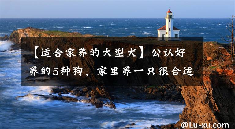 【适合家养的大型犬】公认好养的5种狗，家里养一只很合适，寿命很长，还越养越值钱