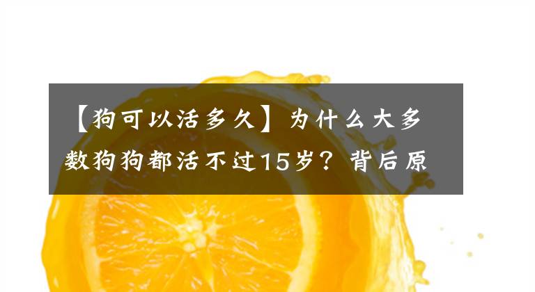 【狗可以活多久】为什么大多数狗狗都活不过15岁？背后原因竟是这些
