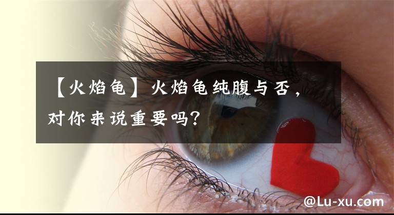 【火焰龟】火焰龟纯腹与否，对你来说重要吗？
