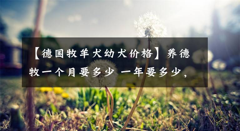 【德国牧羊犬幼犬价格】养德牧一个月要多少 一年要多少，你算过吗？
