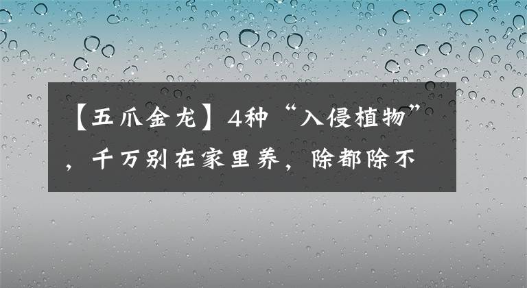 【五爪金龙】4种“入侵植物”，千万别在家里养，除都除不净，真令人头疼