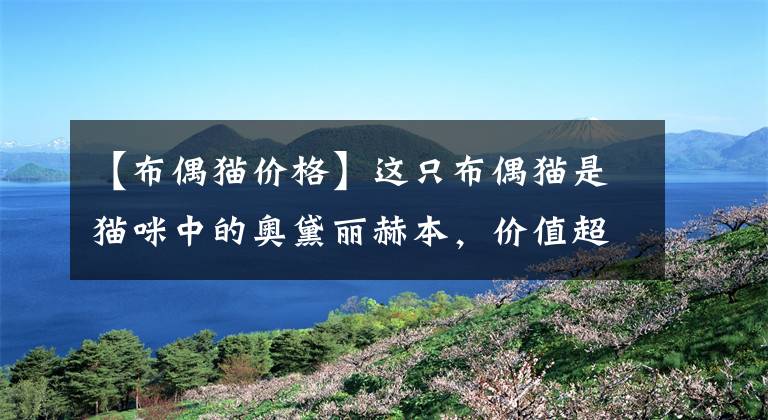 【布偶猫价格】这只布偶猫是猫咪中的奥黛丽赫本，价值超过10万